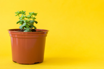 Succulent house plant small sprouts on a yellow background
