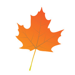 Obraz premium Isolated maple leave.Maple leaves in autumn. Vector EPS 10.