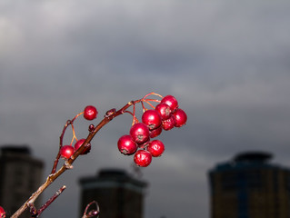 Ripe berries on the background of clouds