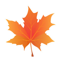 Obraz premium Isolated maple leave.Maple leaves in autumn. Vector EPS 10.