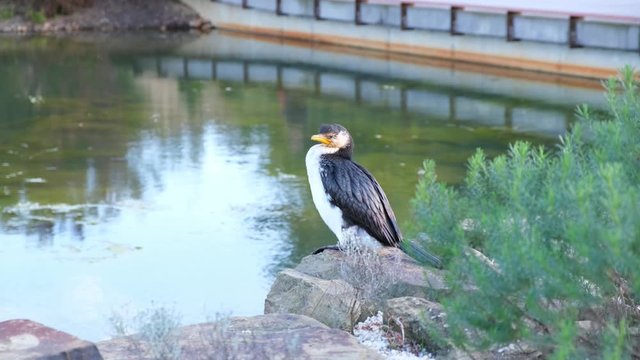 Beautiful little pied cormorant perched near small pond then turning and defecating