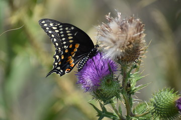 Black butterfly on a purple flower
