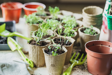 plant in seedling peat pot on a wooden table
