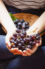 Female hand holding a bunch of black grape.