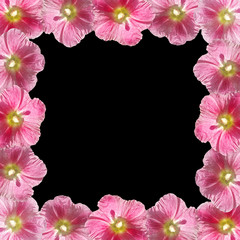 Beautiful floral background of pink mallow. Isolated