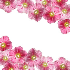 Beautiful floral background of pink mallow. Isolated
