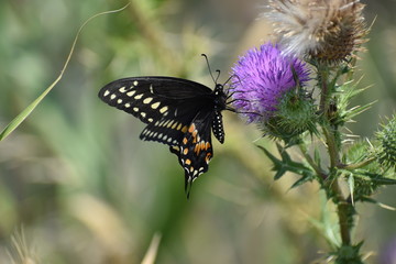 Butterfly on a flower