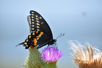 Butterfly on flower