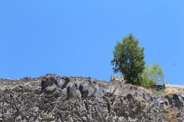 tree on the rock