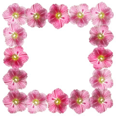 Beautiful floral pattern of pink mallow. Isolated