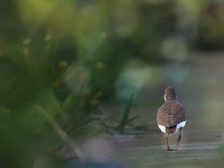 Wood Sandpiper, the way to go home