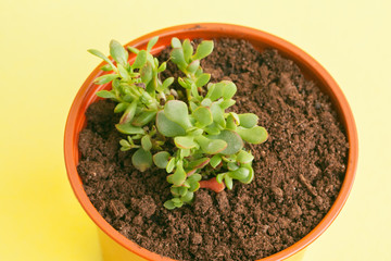 succulent plant on a yellow background.