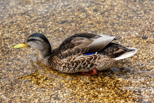 Closeup of a female mallard duck (Anas platyrhynchos) while swimming in the clear water of a lake