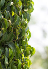 Beautiful floral spring abstract background of nature.