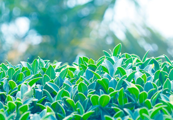 Beautiful floral spring abstract background of nature.