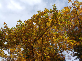 beautiful autumn landscape - autumn park alley with colorful trees and dry colored leaves, Latvia 