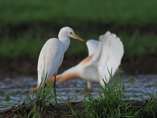 little egret live free