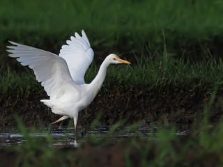 little egret live free