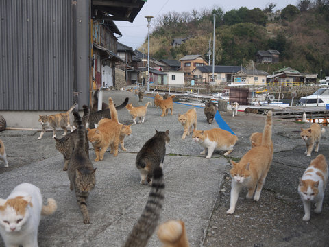Cats on Aoshima Japanese cat island pier