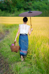 Women in old traditional dress Thai culture walk on the field for merit with monk at temple of Thailand