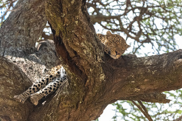 Fototapeta na wymiar Big wild leopard sleeping on a tree in Africa