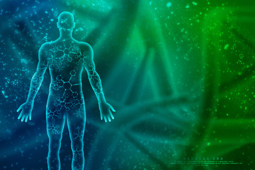 2d illustration Human Male Muscle Body