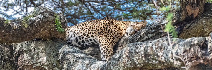 Big wild leopard sleeping on a tree in Africa