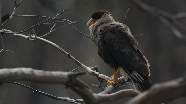Caracara perched in tree in Chile, South America