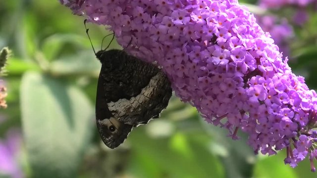 farfalla su buddleja