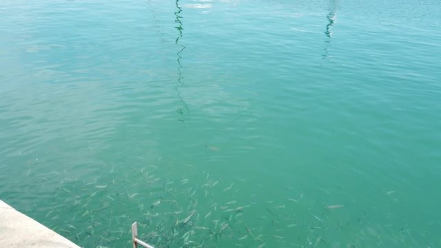 lots of fish in the sea at Alicante