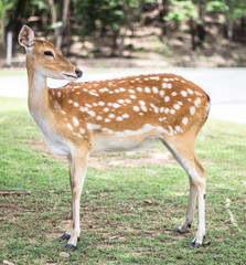 Flowering deer