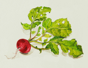 手描き　ラディッシュの水彩画