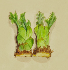 手描き　２つのタラの芽　水彩画