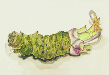 手描き　わさび　水彩画