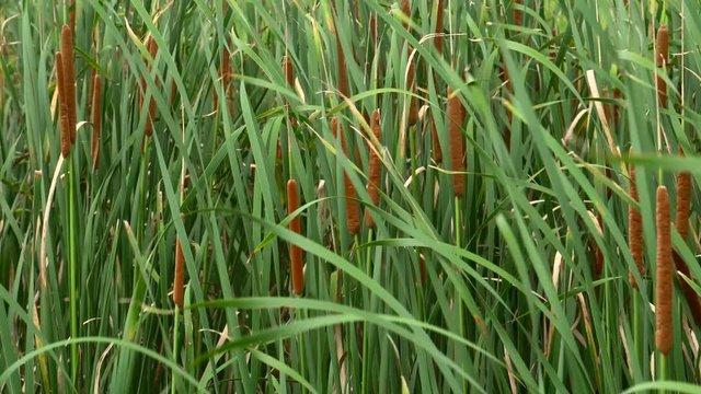 Red bulrush, typha angustifolia field