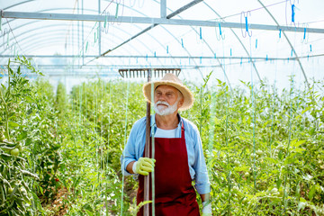 Obraz premium Portrait of a senior agronomist standing with rakes on the tomatoes plantation in the greenhouse on a small agricultural farm