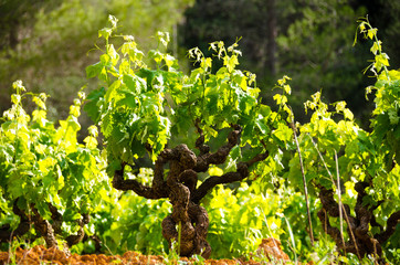 Anoia vineyards, Barcelona in the month of May
