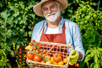 Portrait of a handsome well-dressed senior man with a basket full of freshly plucked tomatoes,...