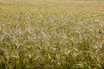 Wheat field and trees in Denmark