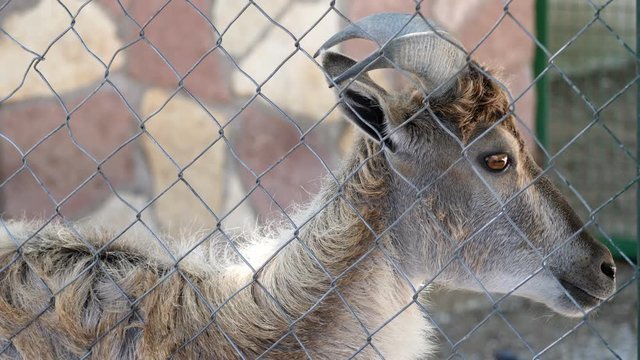 West Caucasian Tur Goat In Zoo Cage