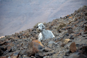 Wild Goat on the Volcanic Mountains of Fuerteventura, Canary Islands