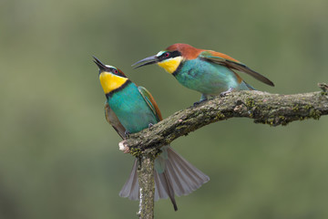 Fototapeta premium A couple of bee eaters (Merops apiaster)