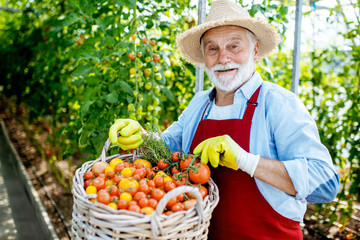 Portrait of a handsome well-dressed senior man with a basket full of freshly plucked tomatoes, harvesting in the greenhouse of a small agricultural farm