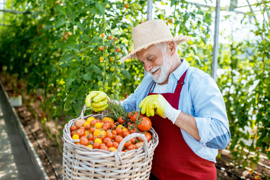 Portrait of a handsome well-dressed senior man with a basket full of freshly plucked tomatoes, harvesting in the greenhouse of a small agricultural farm