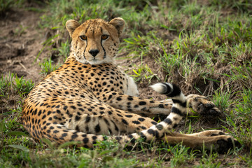 Cheetah lies in patchy grass looking round