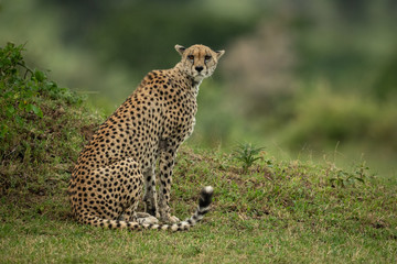 Cheetah sits by grassy bank eyeing camera