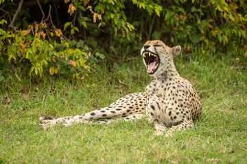 Cheetah lies yawning on grass beside bush