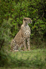 Cheetah sits framed by bushes looking right