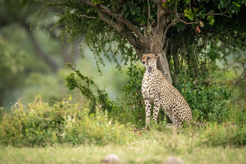 Cheetah sits under tree staring over grassland