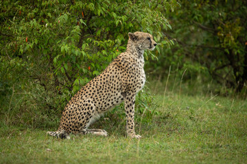 Cheetah sits by leafy bush in profile
